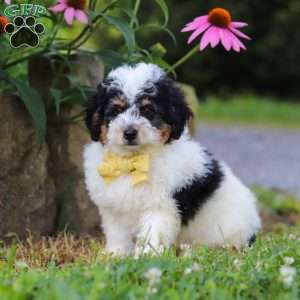 Tundra, Mini Bernedoodle Puppy